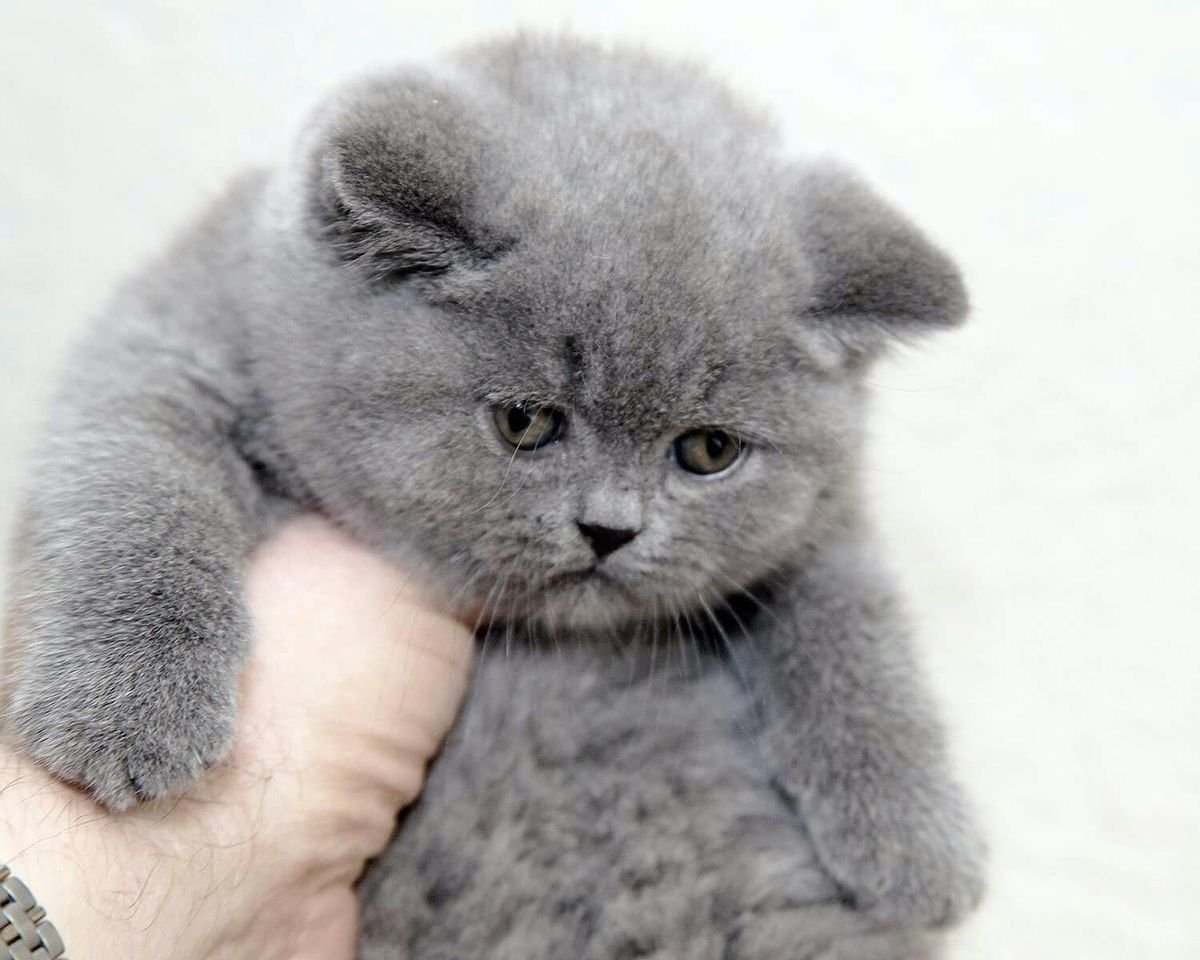 Шотландская вислоухая кошка голубая плюшевая