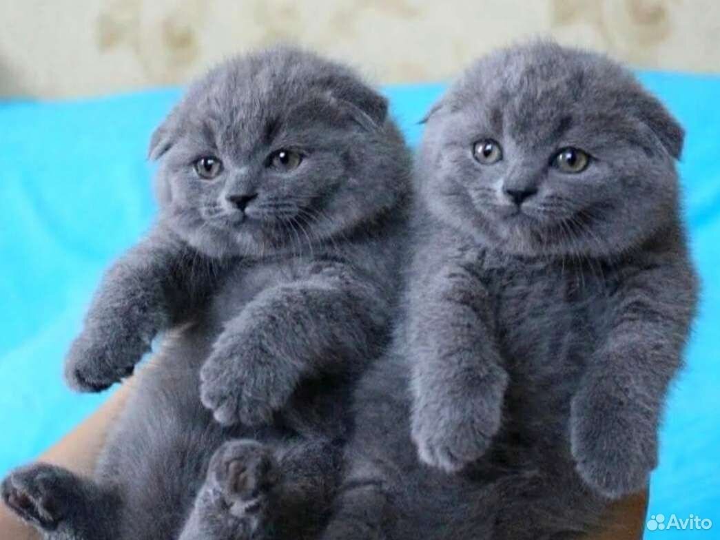 Милая пара британских котят