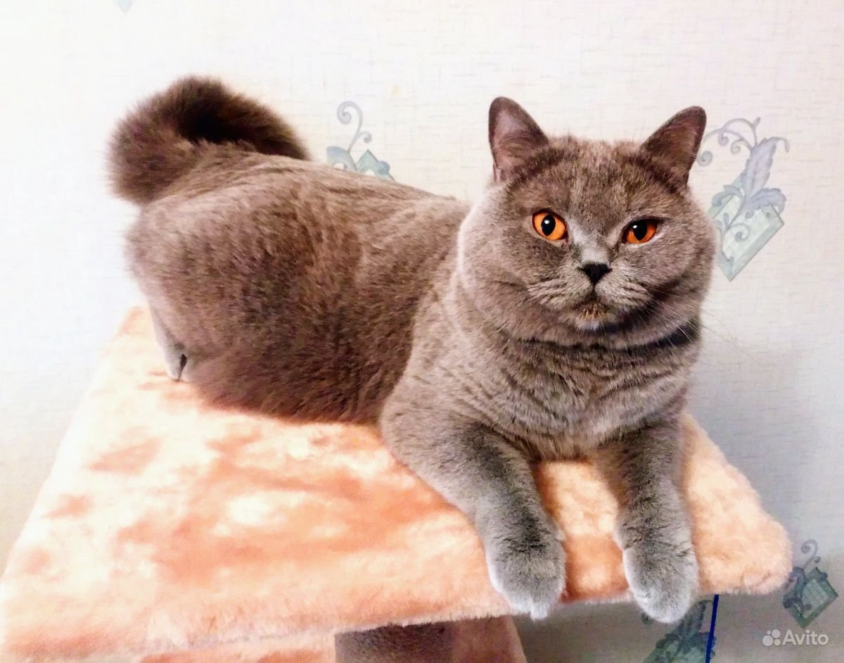 Плюшевый шотландец