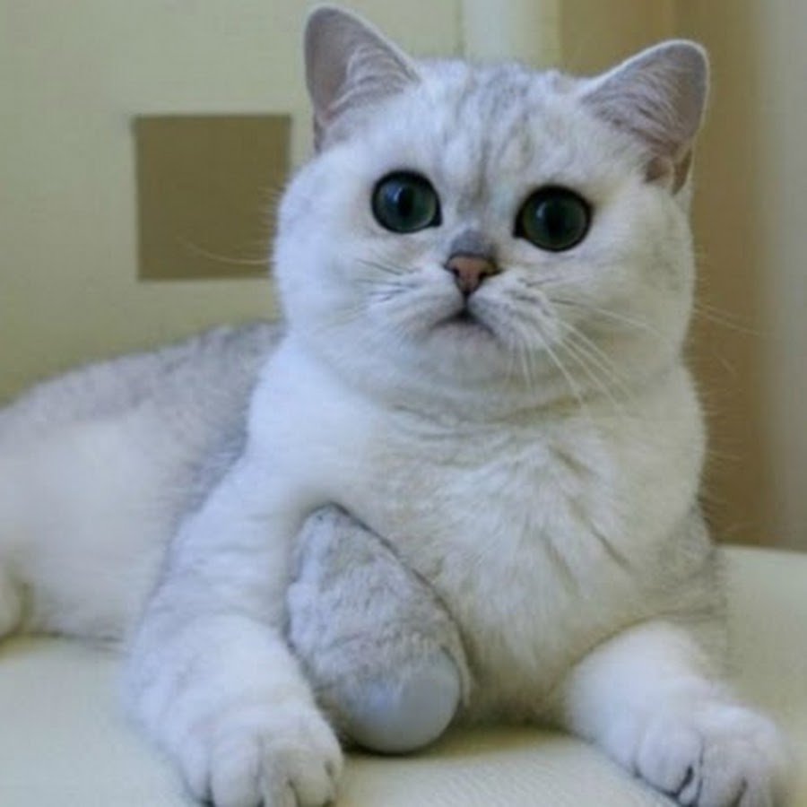 Голубой британец вислоухий