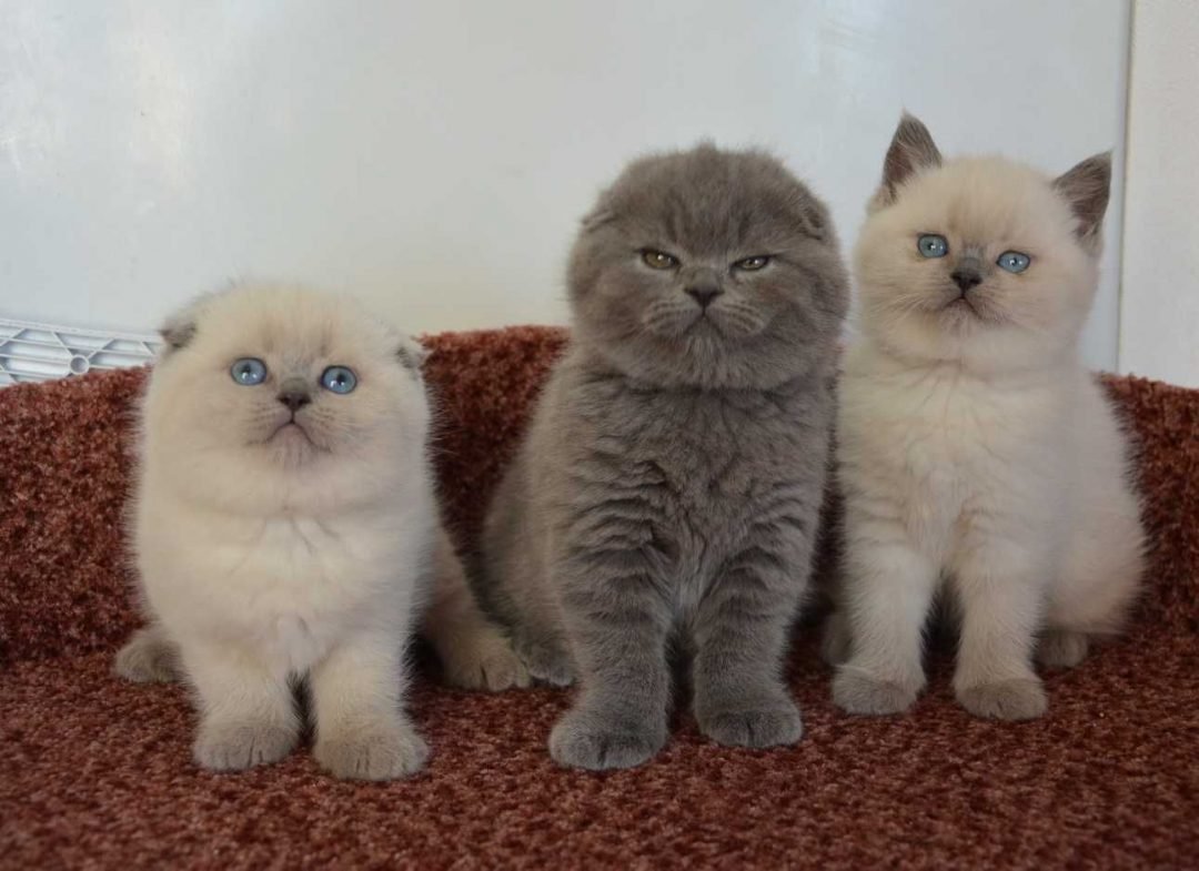 Британцы фолд и страйт