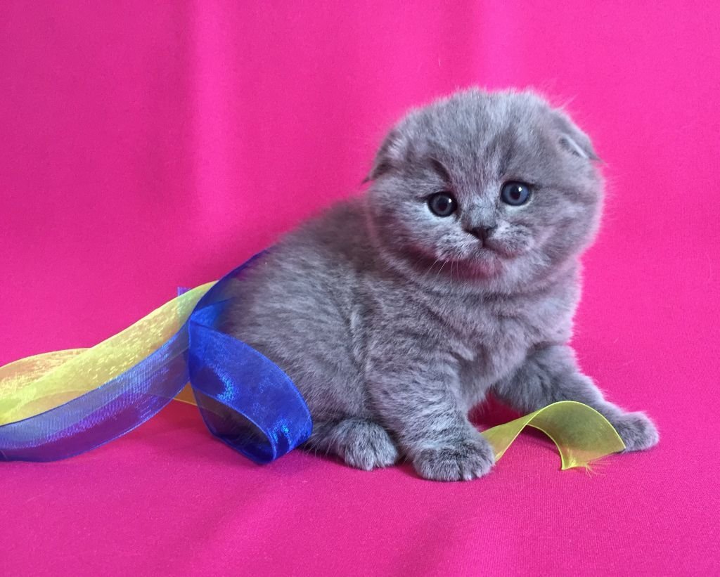 Скоттиш-фолд Шотландская вислоухая