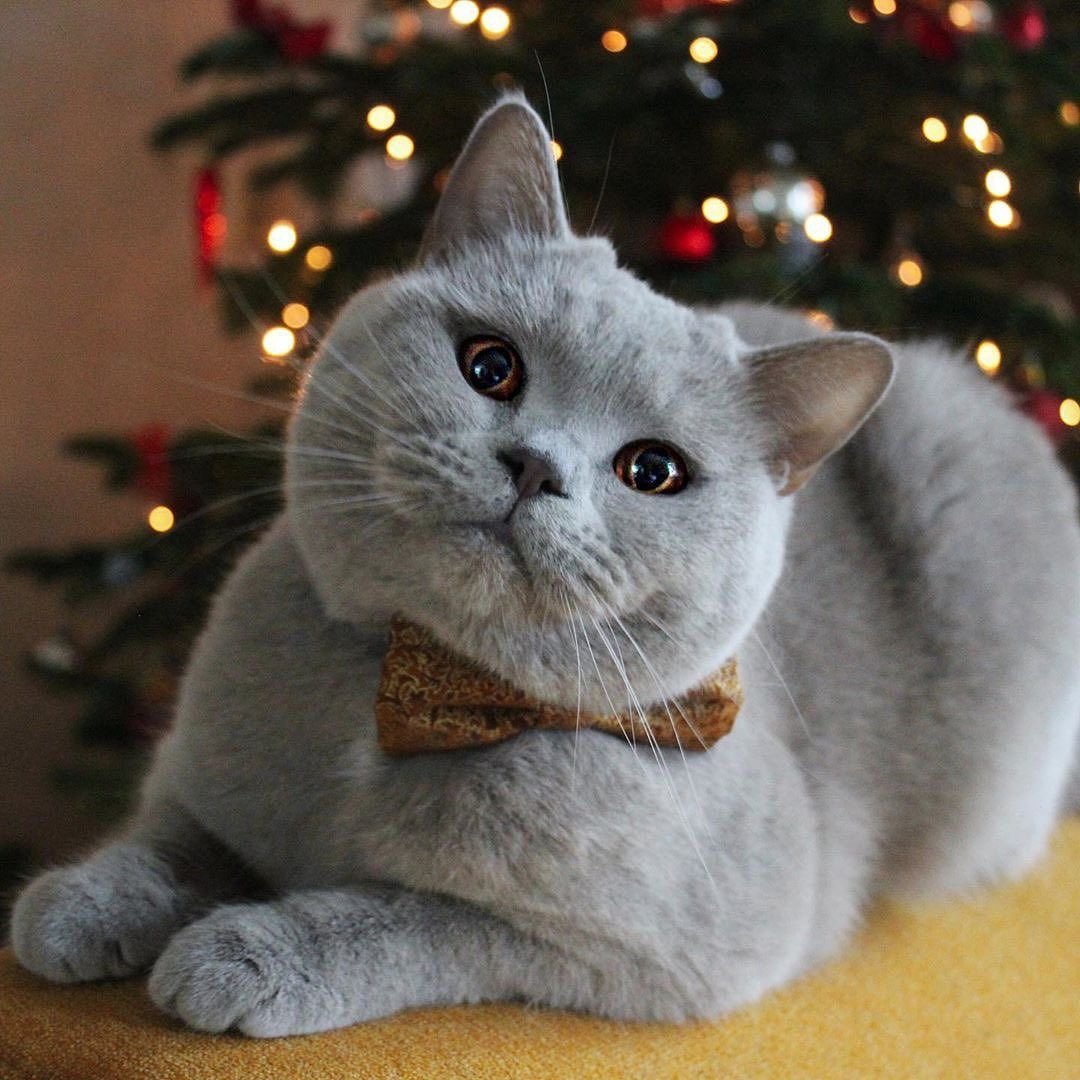 Шотландская вислоухая голубая