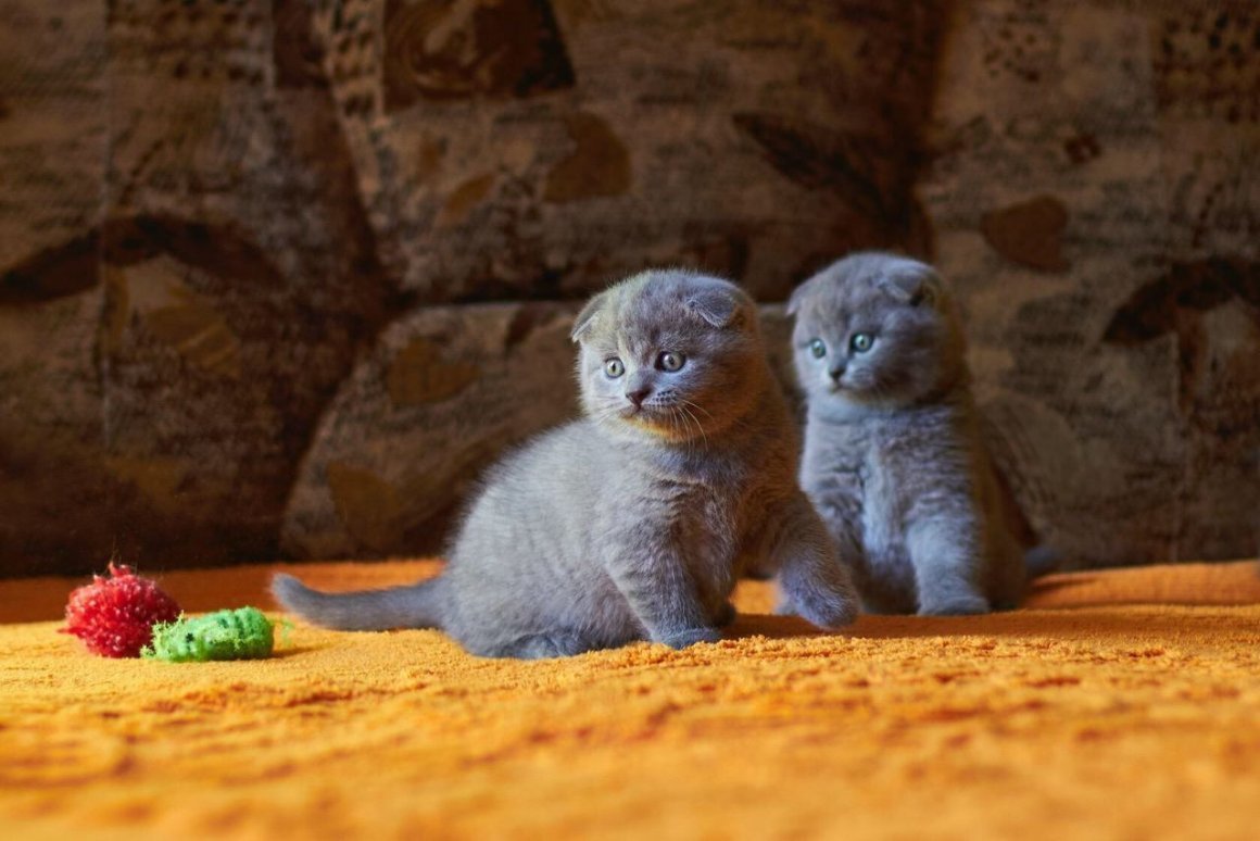 Британский короткошерстный кот