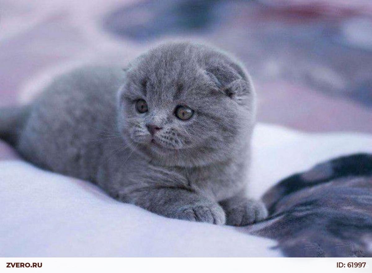 Голубой британец вислоухий