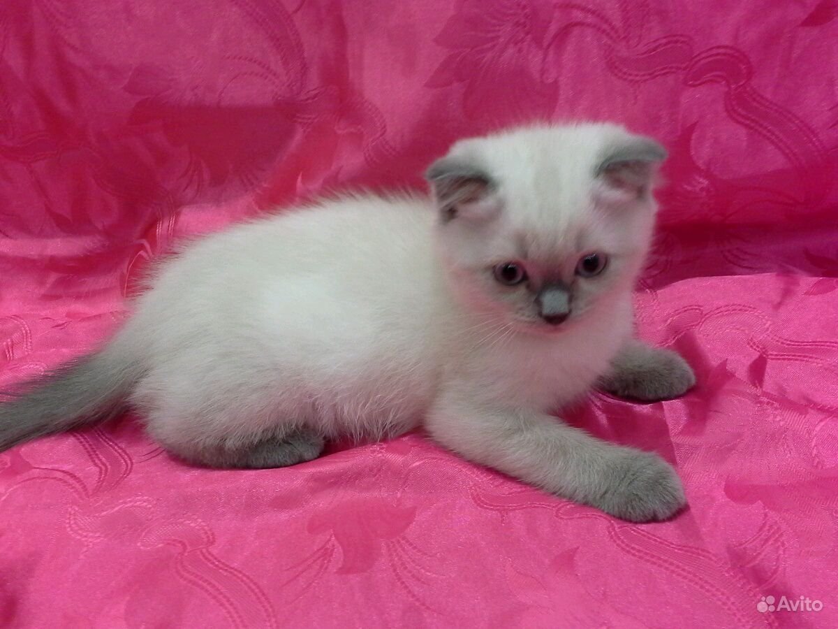 Шотландские плюшевые котята Улан-Удэ