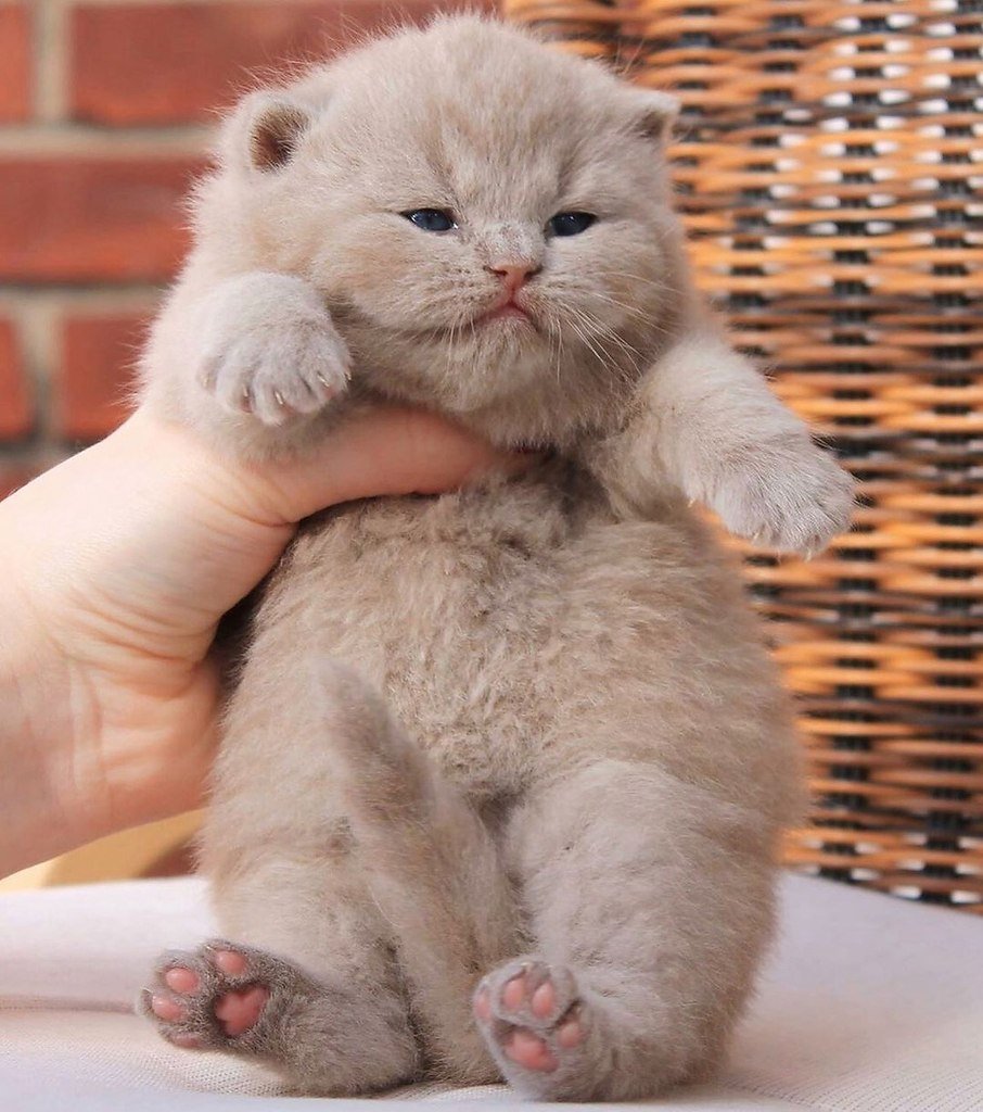 Вислоухие котята шотландской породы плюшевые