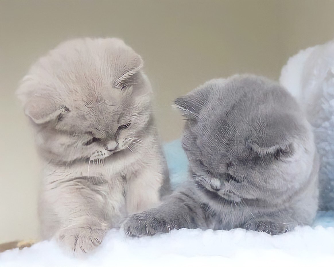 Британский короткошерстный кот толстый