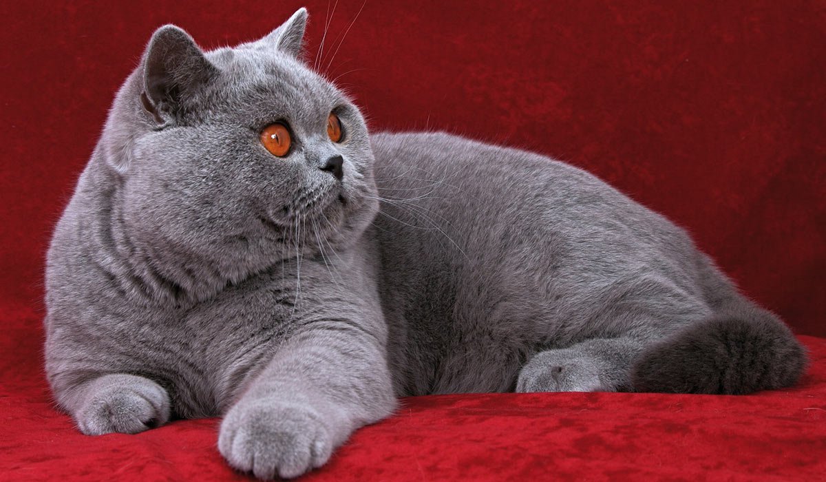 Шотландская вислоухая кошка голубая