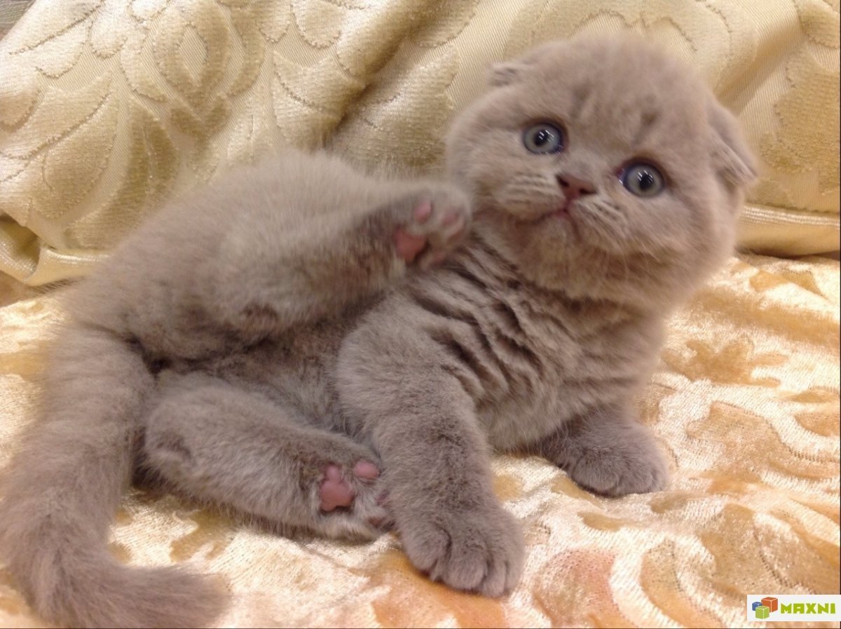 Шотландская вислоухая кошка голубая