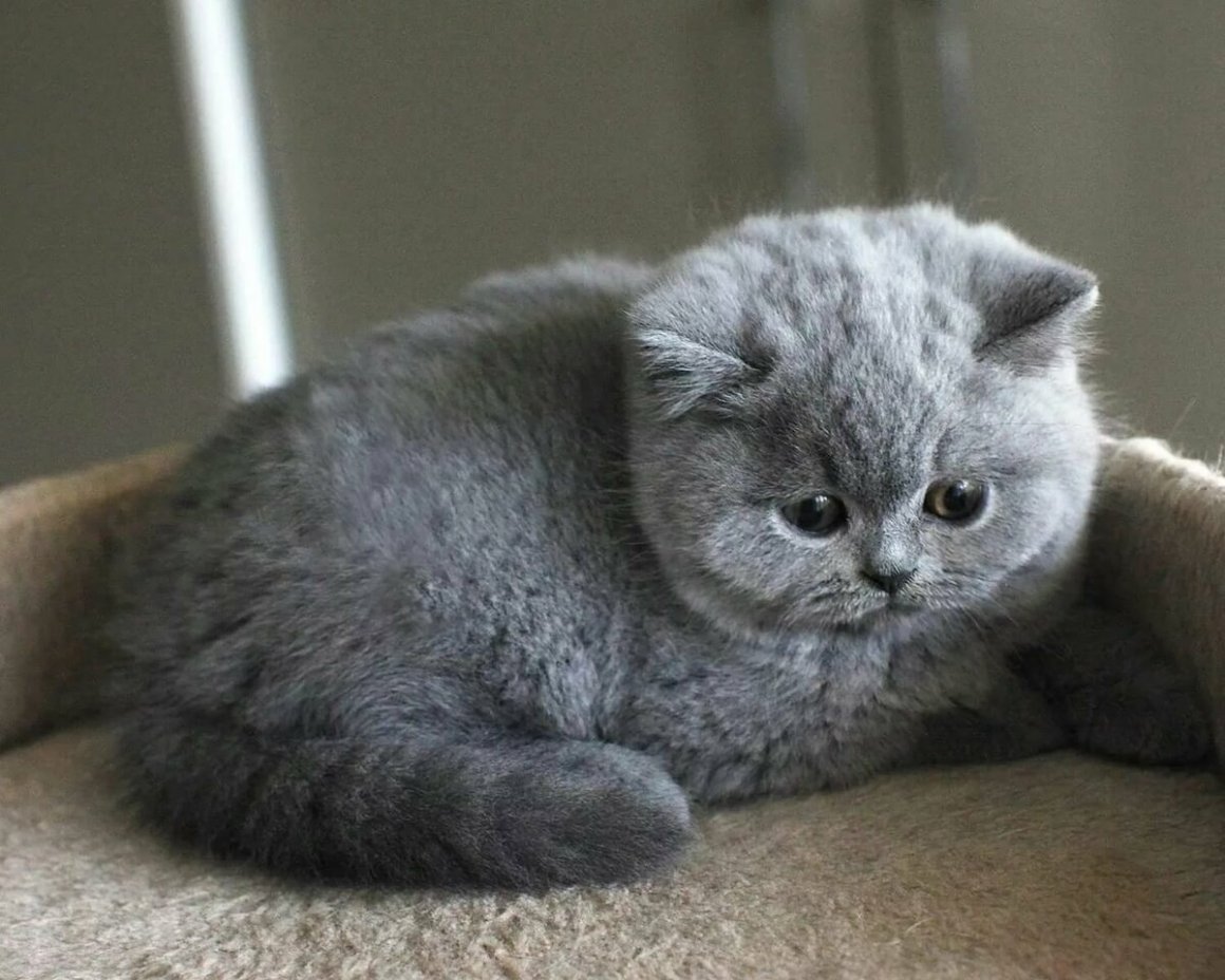 Британская короткошёрстная кошка котята