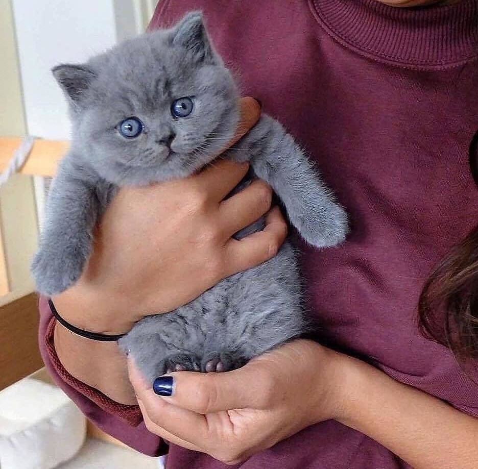 Скоттиш фолд котята