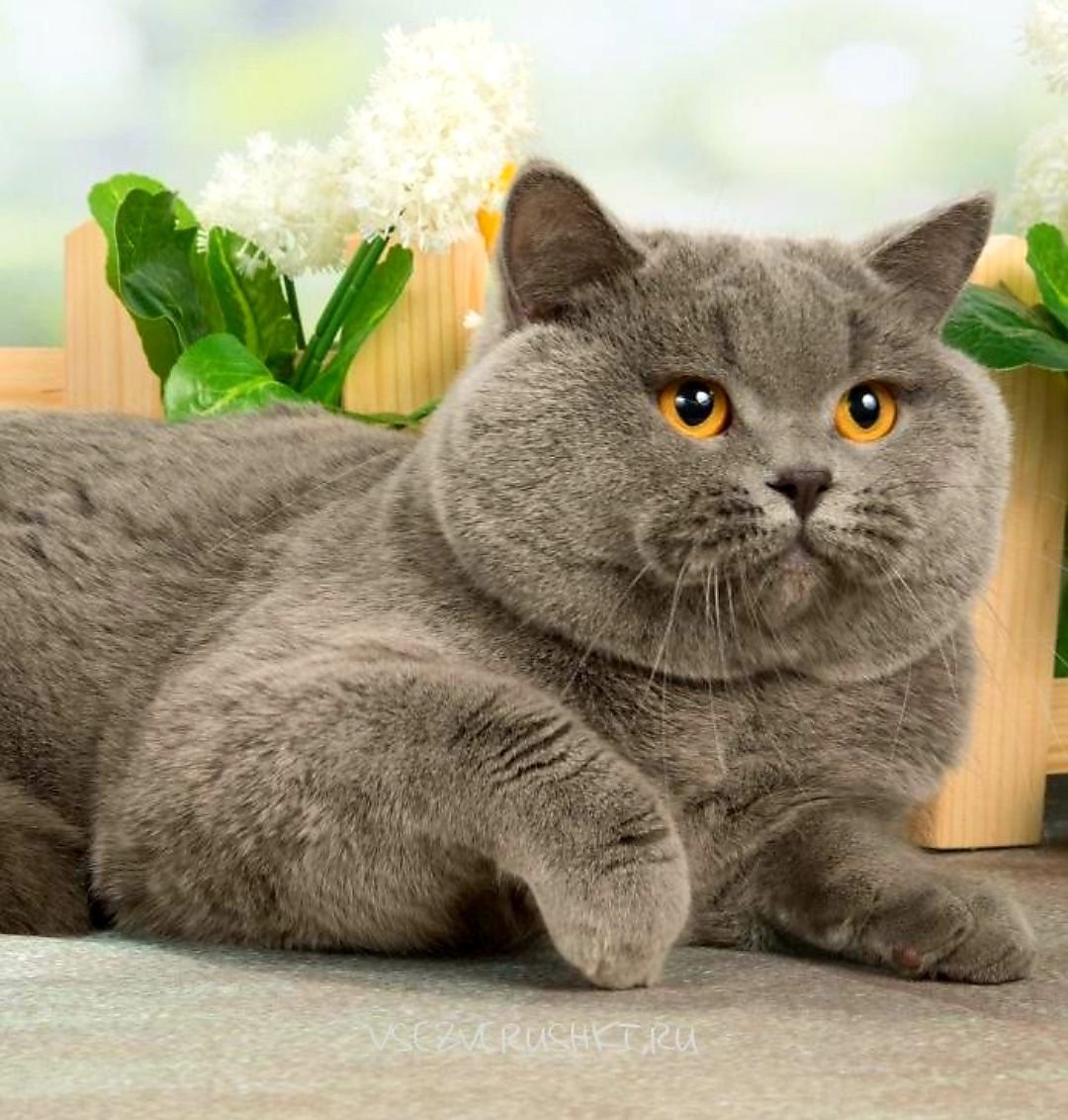 Британский короткошерстный кот