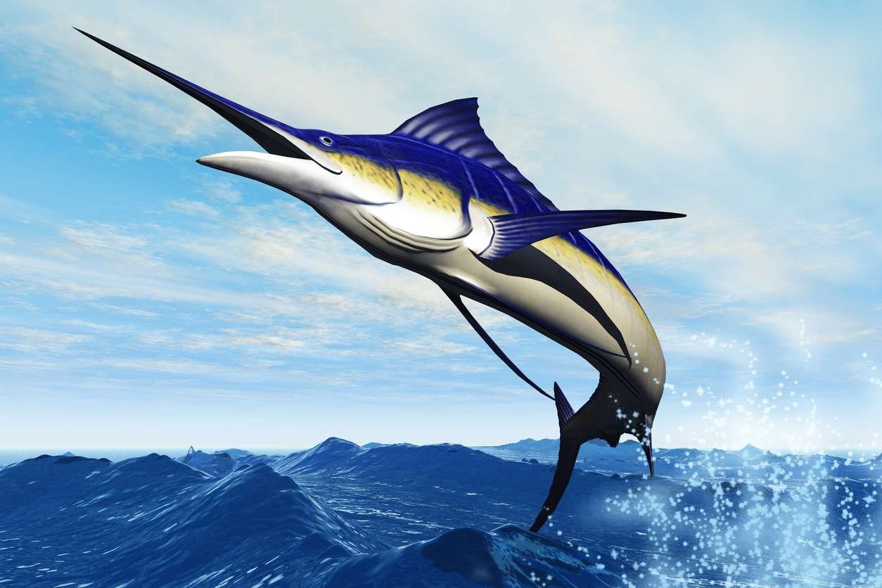 Рыба меч 2. Марлин парусник и рыба меч. Голубой Марлин парусник. Тибурон рыба меч. Марлин 360.