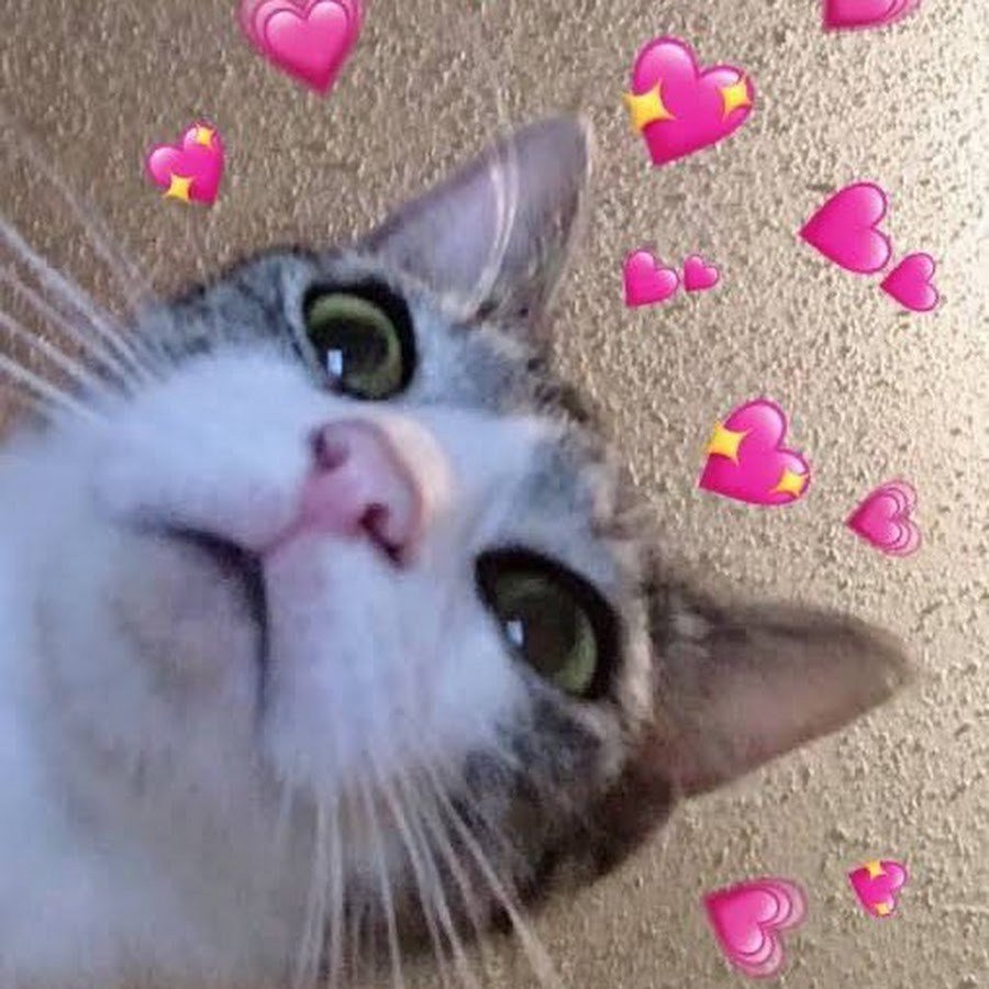 Кошка с сердечками в глазах