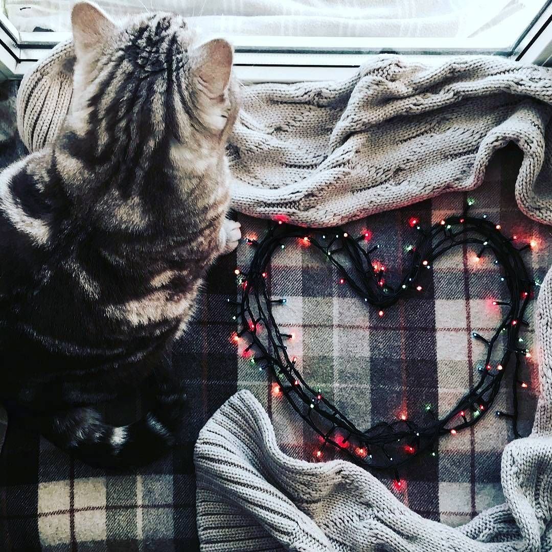 Валентинка с котом