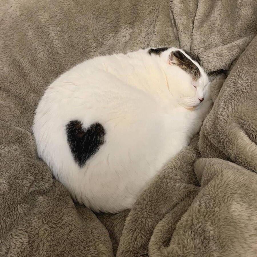 Кошка с сердечком