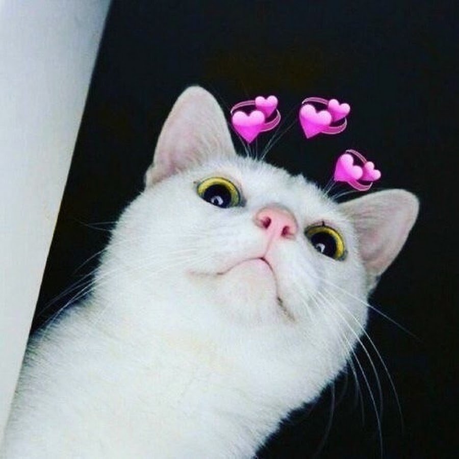 Коты хвосты сердцем