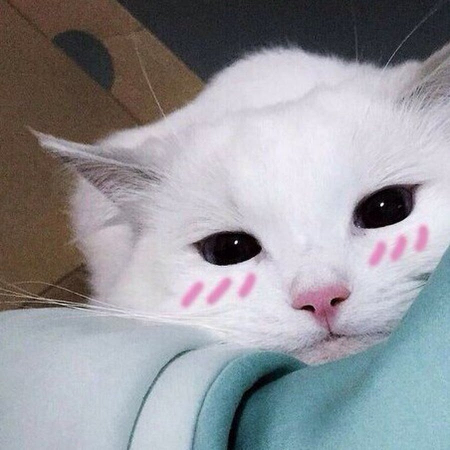 Идеи для постов с кошками