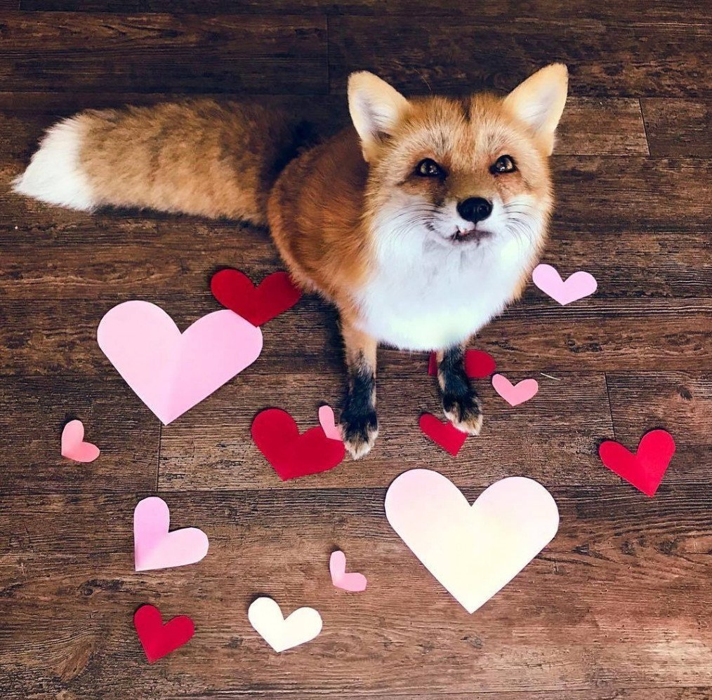 Милые котики с сердечками