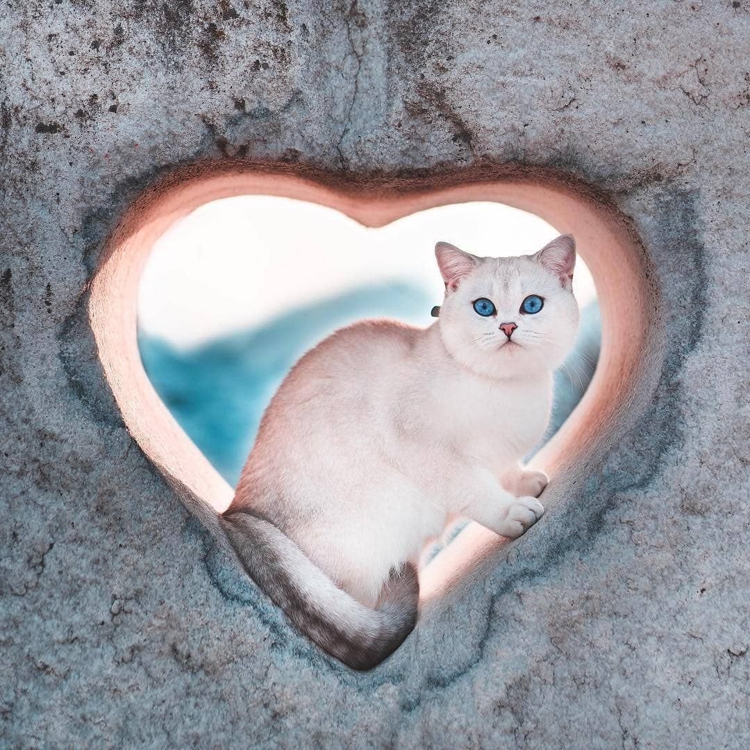 Кошка с сердечком