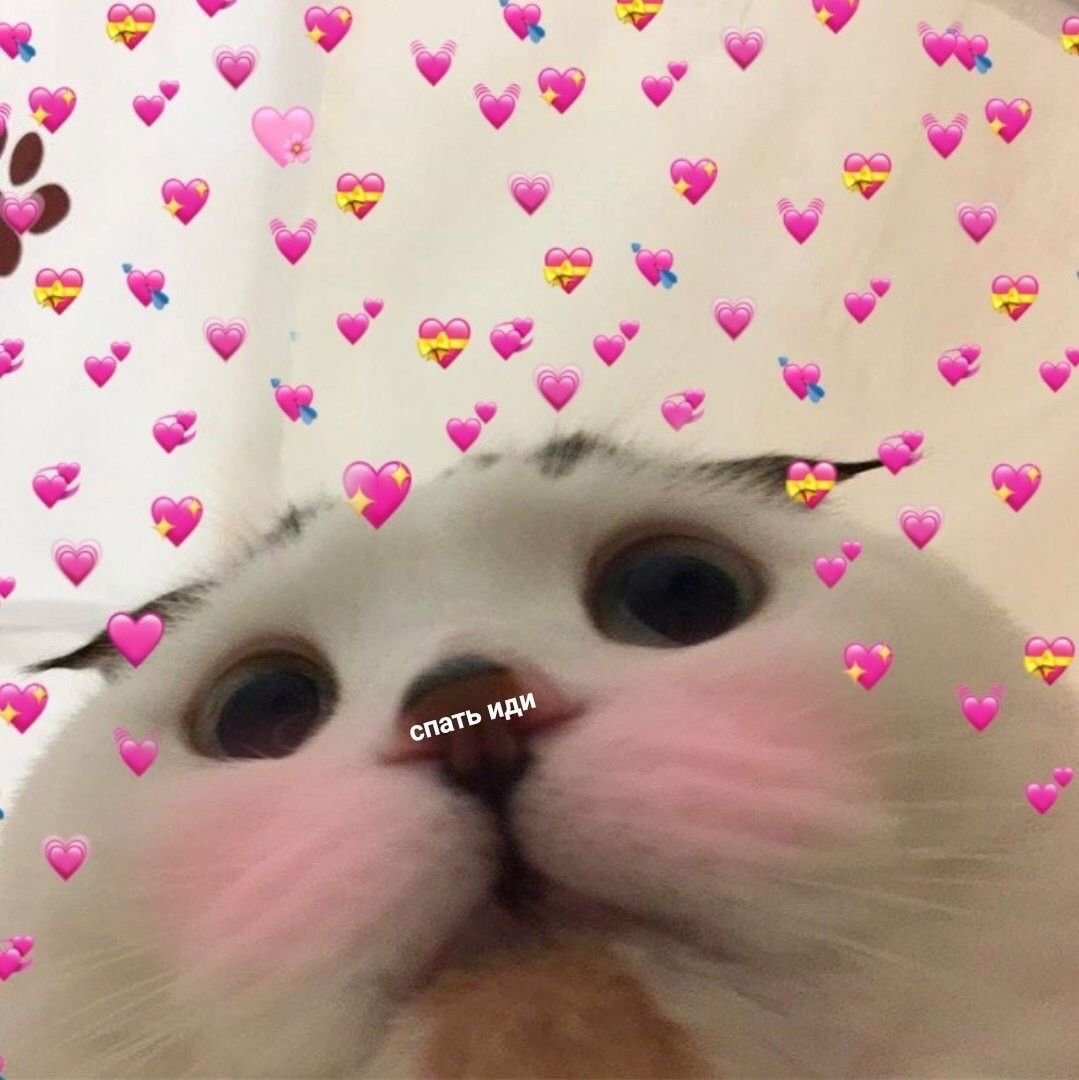 Обработанные котики