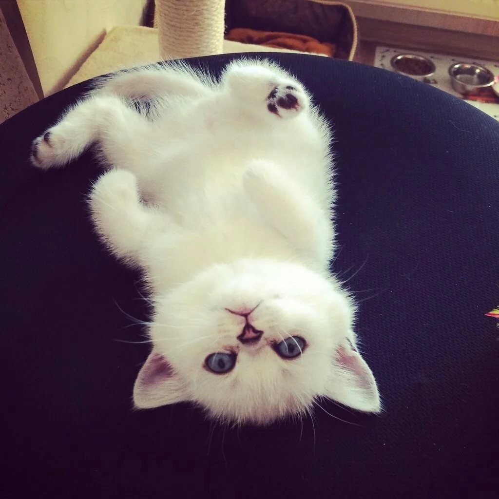 Кошечка с сердечком