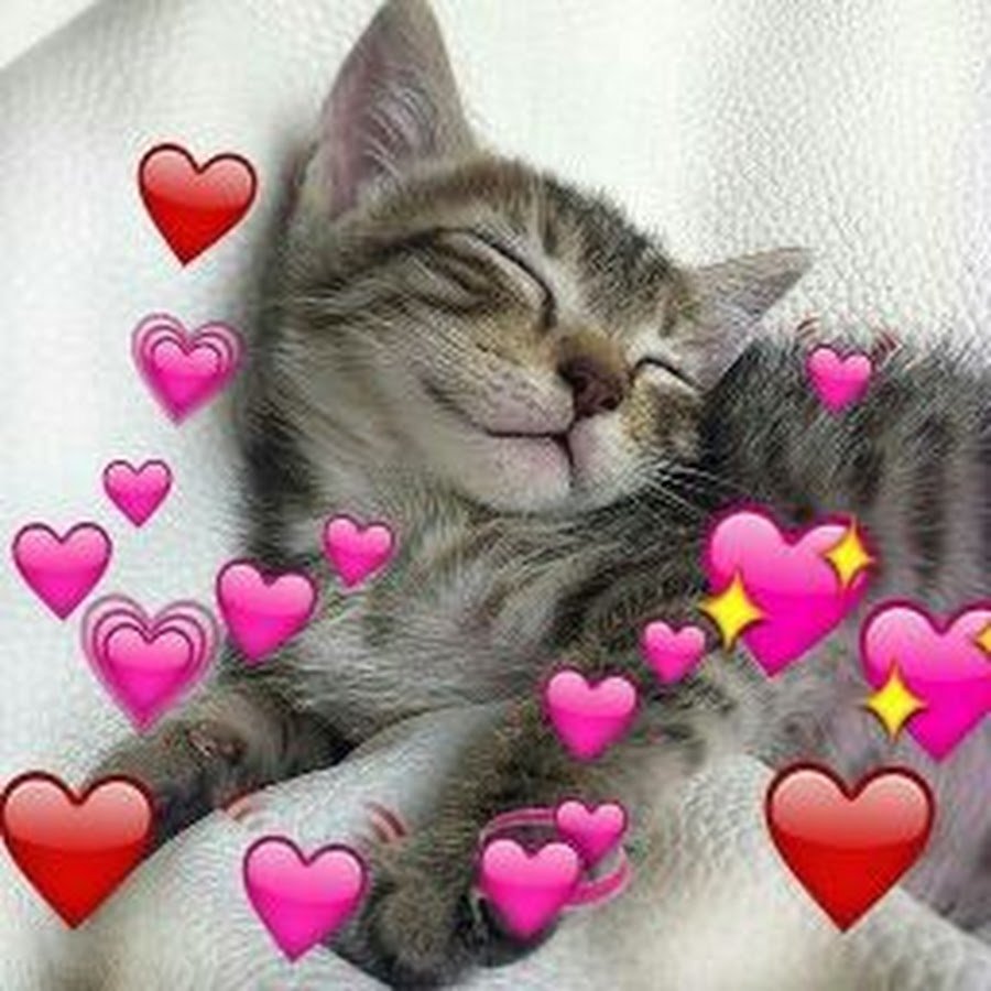 Котики с сердечками