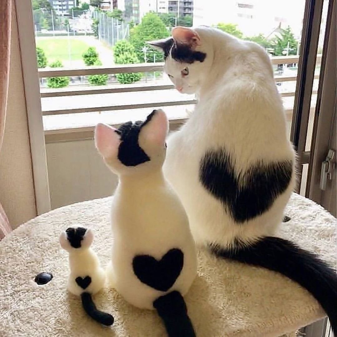 Мимимишные котята