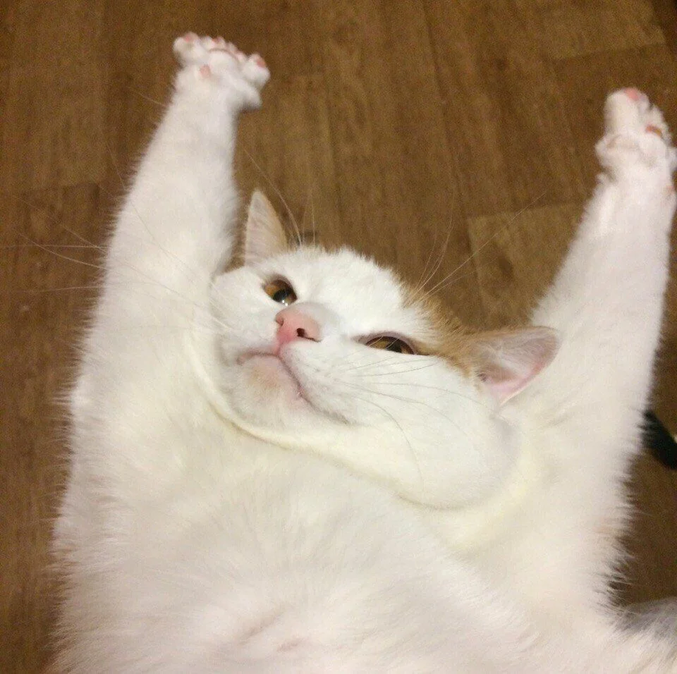 Кот с розовыми щечками