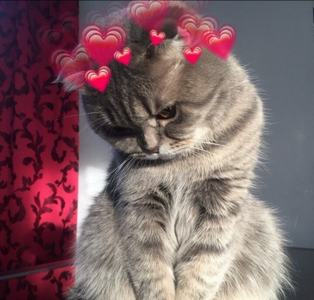 Доброе утро с котами прикольные