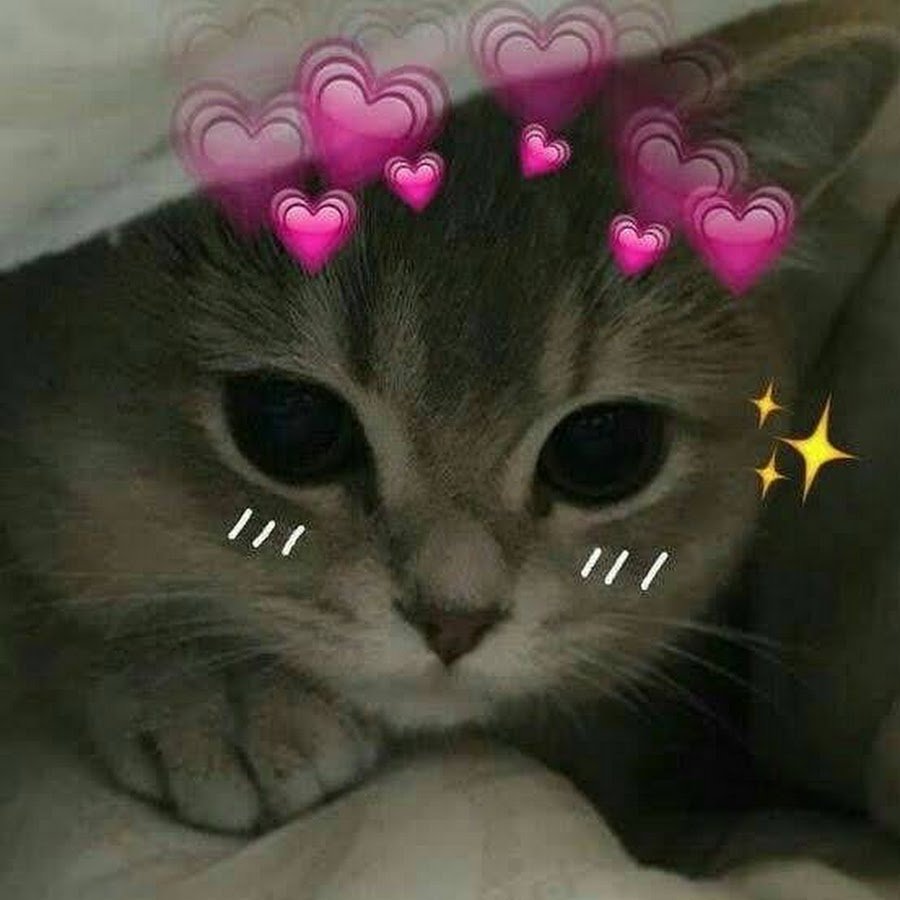 Кошка с сердечком