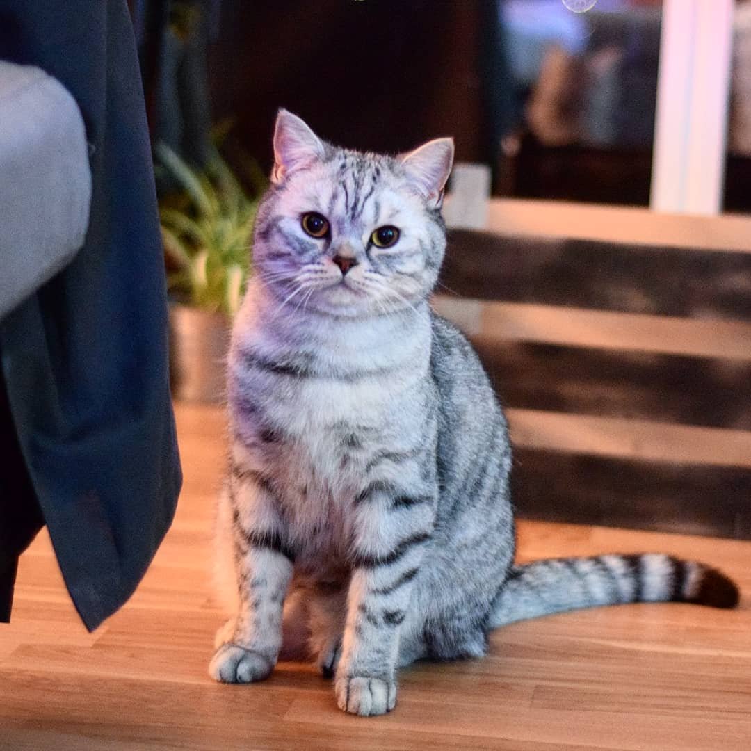 Британец кошка котенок