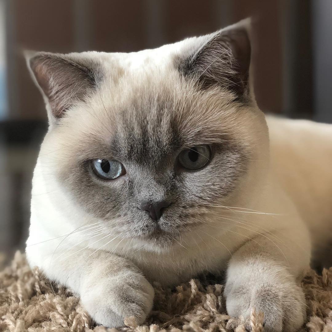 Шатланская вислаухая фолд страйк