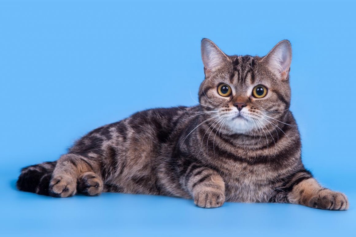 Шотландская прямоухая скоттиш