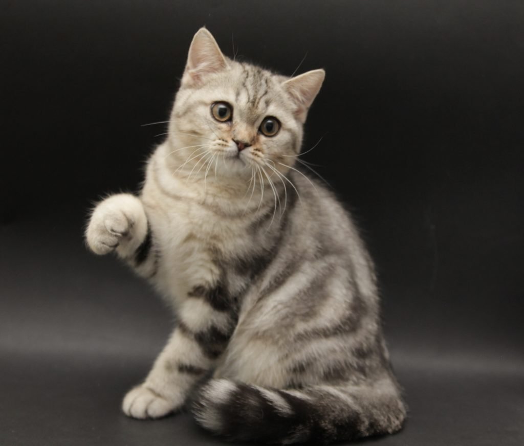 Шотландский кот скоттиш страйт