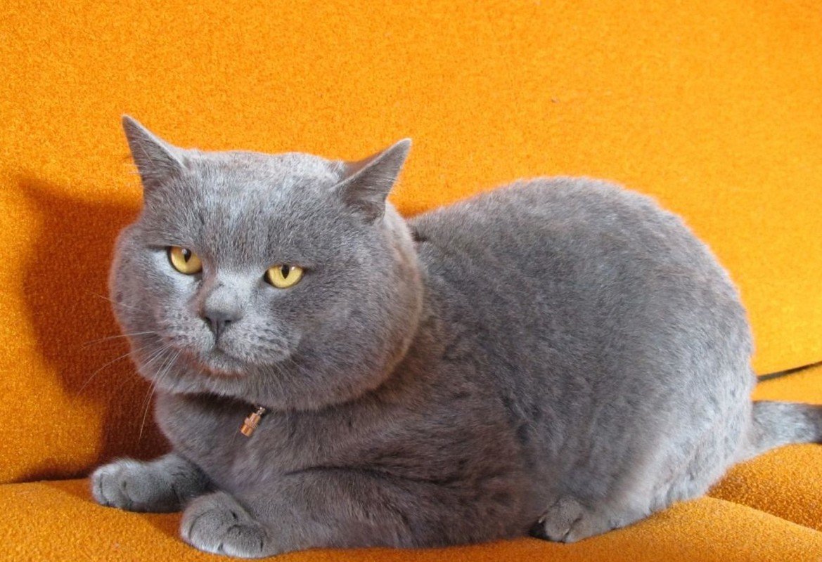 Котята Шотландские скоттиш страйт серебристый мраморный