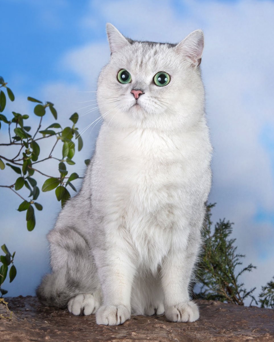 Шотландские котята скоттиш страйт