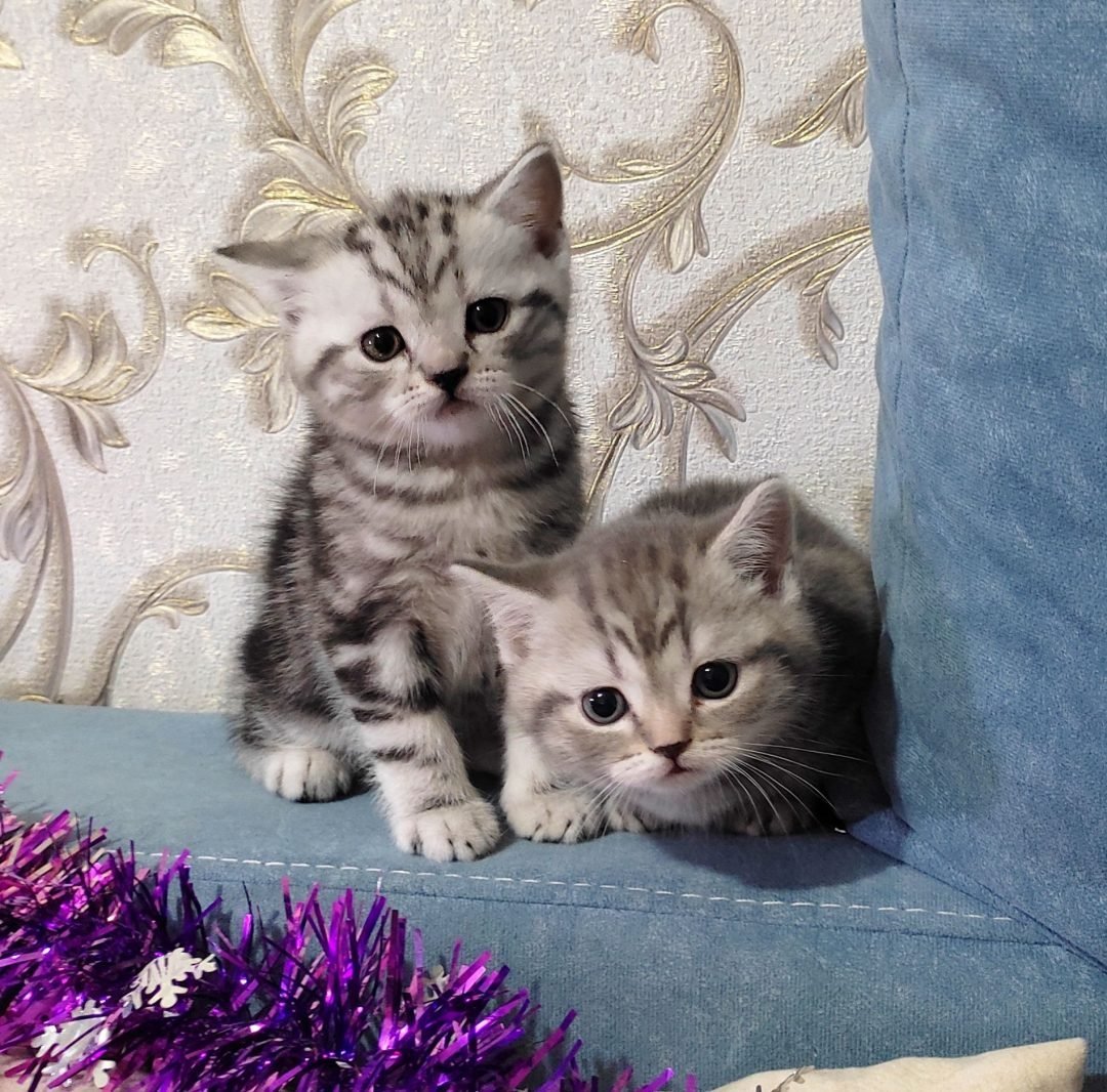 Скоттиш страйт серый