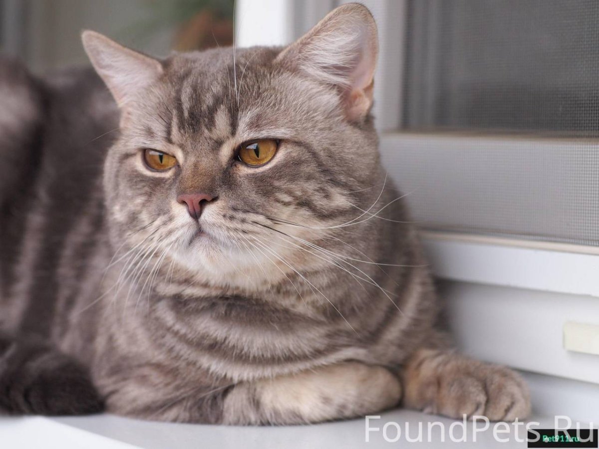 Шотландская короткошёрстная Золотая кошка