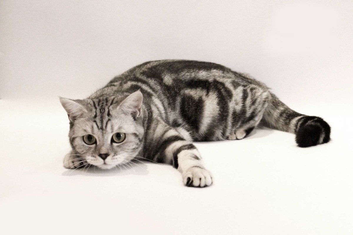 Страйт кошки