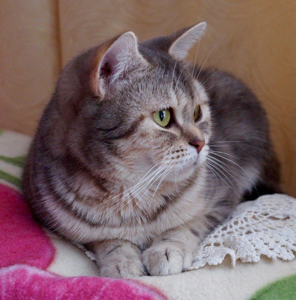 Котёнок шотландский вислоухий в 3 месяца