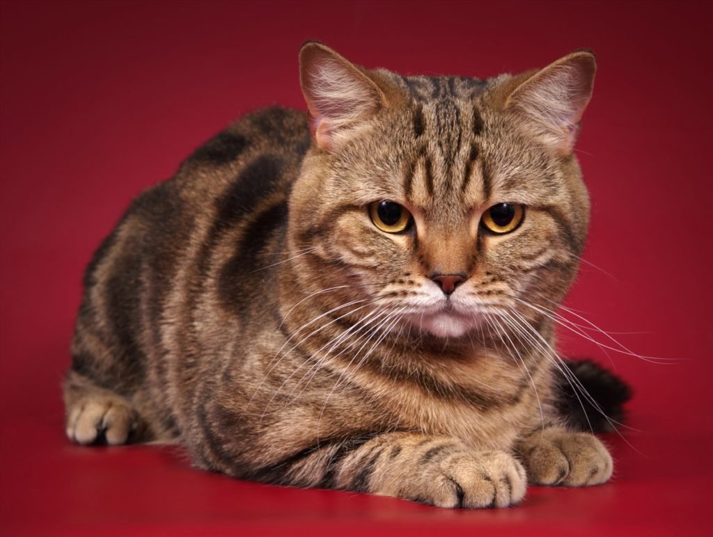 Коты скоттиш страйт