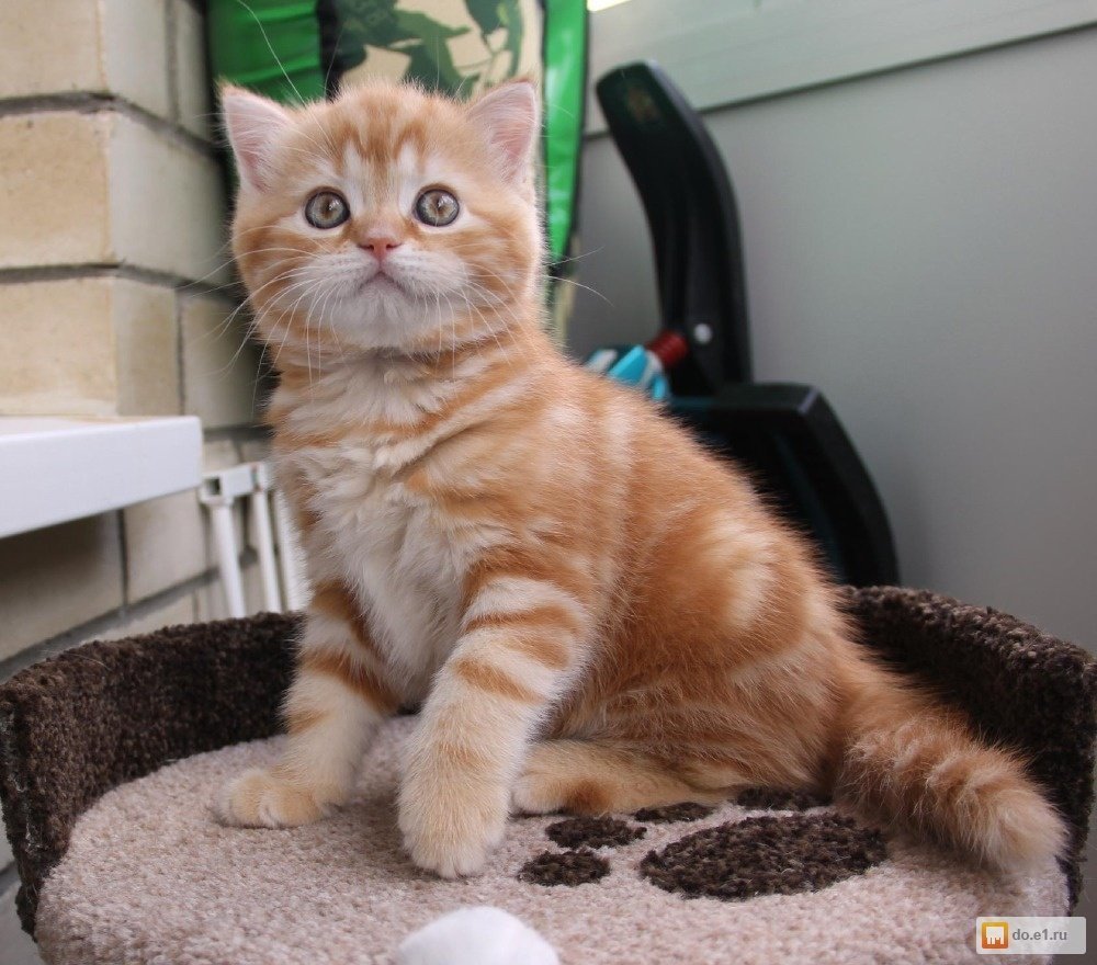 Шотландская прямоухая рыжий кот