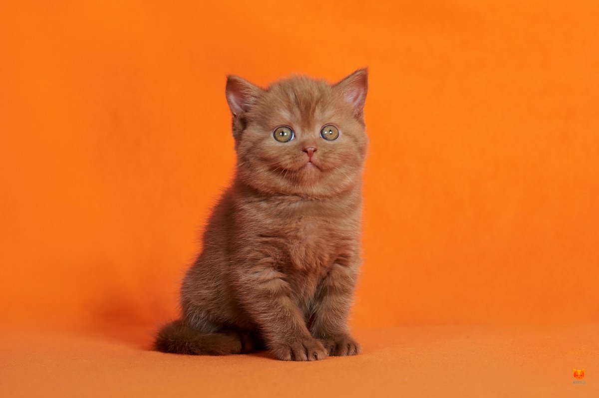 Шотландская вислоухая кошка рыжая