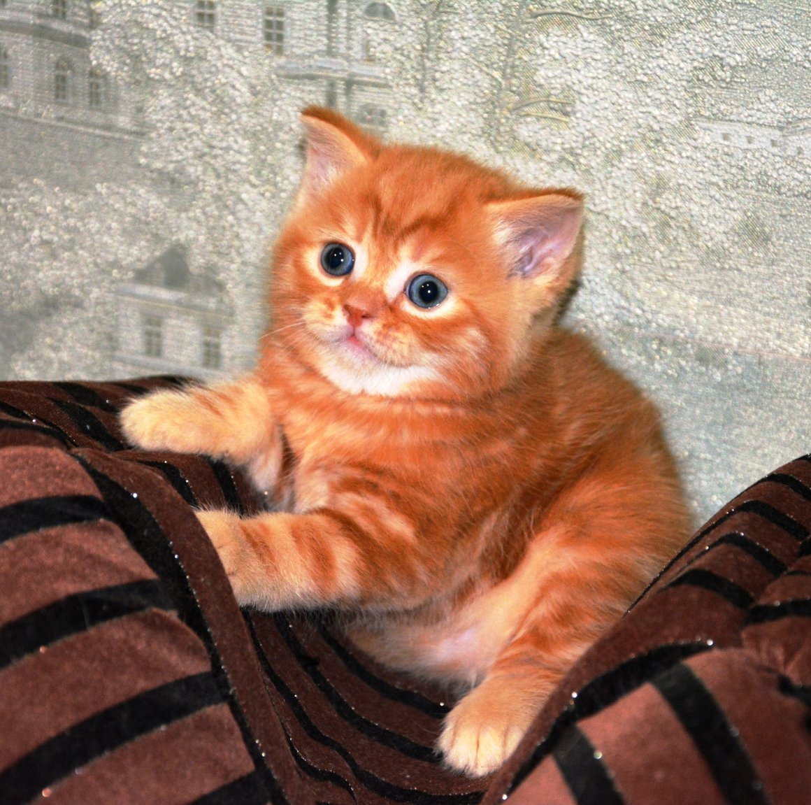 Шотландская прямоухая рыжий кот