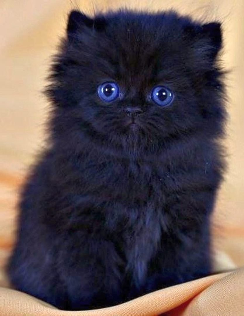 Черный котенок