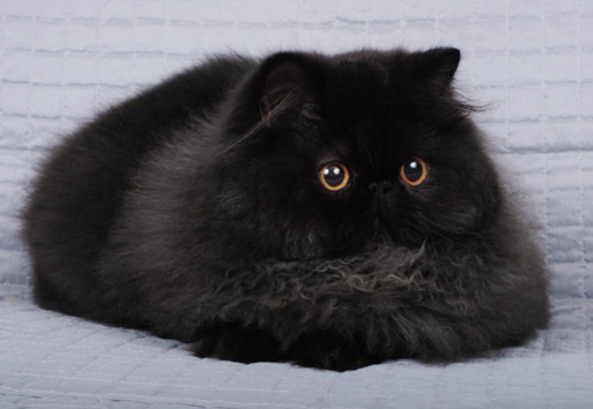 Экзот черный длинношерстный