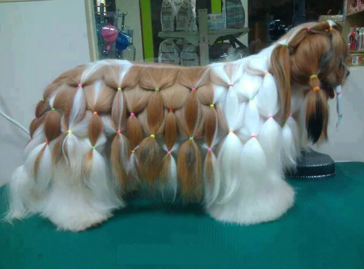 Оранжевый ши тцу