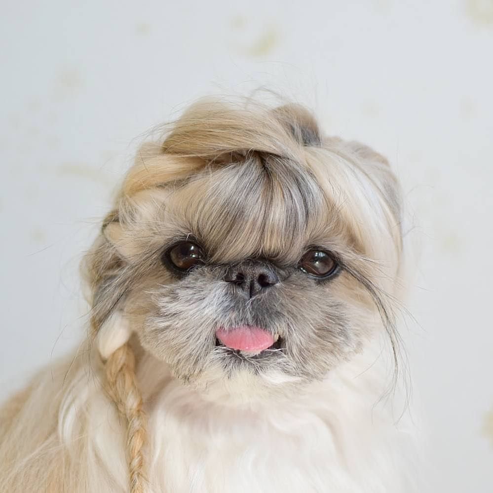 Нарисовать ши тцу